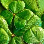 Luck o' the Irish