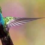 Mars, Saturn, and Bird Beaks