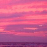 Raw Days of Venus in Pisces