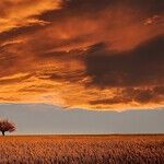 Parting Gift of the Taurus Sun