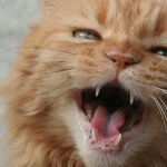 Planets Purring and Posturing