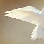International Day of Peace