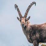 Power Plays of a Capricorn Moon