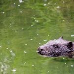 Beaver Moon
