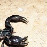 Venus Lingers in Scorpio
