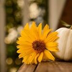 Thanksgiving Blessings