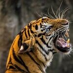 Roaring Moon