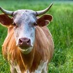 Bullish Lunar Lineup