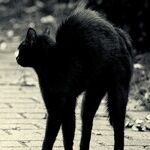 Blame Friday the 13th