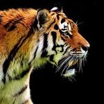 Tiger's Exit