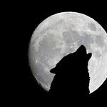 Werewolf Moon