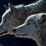 Wolf Moon
