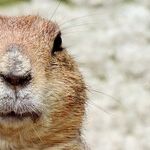 Domestic Moon for Marmots