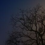 Hype Moon