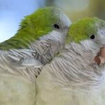 Lunar Lovebirds