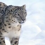 Snow Leopard Stalking