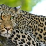 Big Cat Weekend