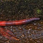 Worm Moon