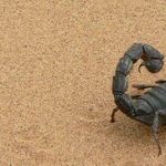 Sting of the Scorpio Moon