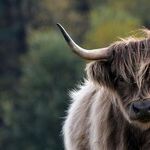 Strength of a Bull