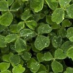 Starry Luck O' the Irish