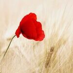 Blossoms of Aries