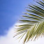 Of Palms and Planets