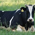 Mercury Change to Cow Constellation