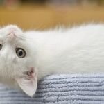 The Kitten Side of Venus