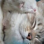 Love and Cats
