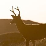 Buck Wild Supermoon