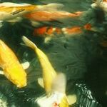 The Wisdom of Fish Out of Water