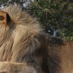 Welcome to Leo Season