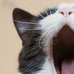 Kitty Cat Conjunction