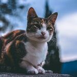 Mars, Mercury and Cats