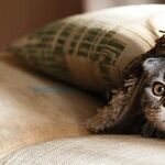 Mercury's Kitty Mischief