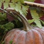 Harvest and High Holidays