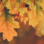 Tumbling into the Autumnal