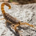 Scorpio Season Cooldown