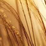 Golden Conversation