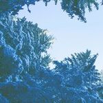 Luck, Light as Snow Drifts