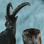 Final Call for Capricorn Season