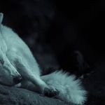 Wolf Moon