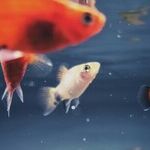 Pisces Season Check-in