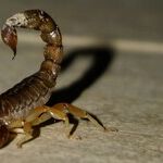 Avoiding the Scorpion's Sting