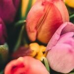 Tender Start for Spring