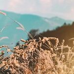 A Balm for the Tenderhearted