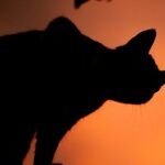 Your Halloween Horoscopes