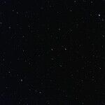 Stumbling Toward the New Moon