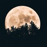 Under the Wolf Moon